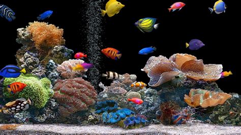 1920x1080 Resolution fish, underwater, colorful 1080P Laptop Full HD ...