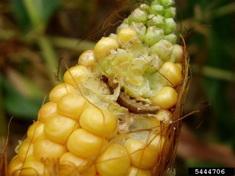 European corn borer (Ostrinia nubilalis (Hubner))