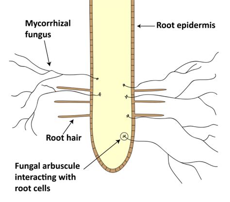 Mycorrhizal Inoculants for Vegetable Crops – Seminis