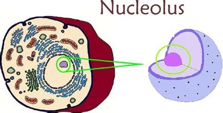 Nucleolus, Nucleous, Ribosomes, and Vacuole - The Many components of a