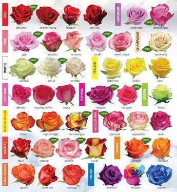 Rose Chart | Rose varieties, Growing roses, Garden web