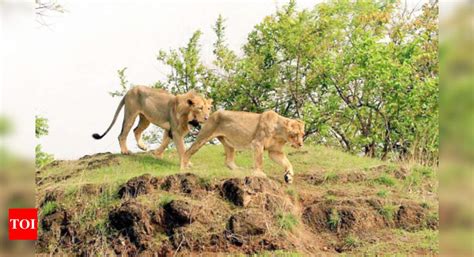 Kanpur zoo to get lions from Raipur | Kanpur News - Times of India