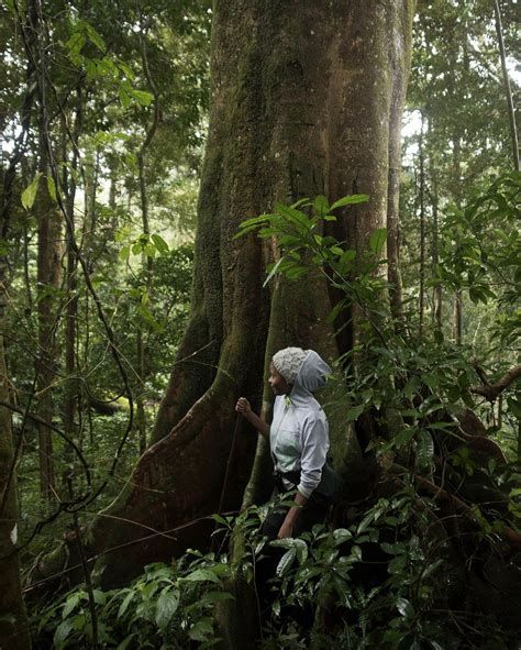 How Google Earth led a team of scientists to discover a rainforest on ...