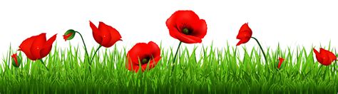 Poppy clipart copyright free, Poppy copyright free Transparent FREE for ...