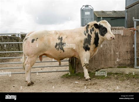 Belgian Blue Bull Stock Photo - Alamy