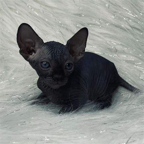 Top Notch Quality Sphynx Kittens For Sale - Compound Exotics