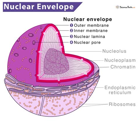 Nuclear Envelope (Membrane) – Structure, Functions, & Diagram