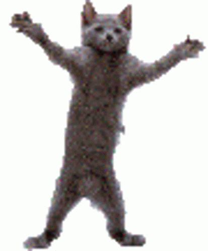 Dancing Cat Gif, Dancing Animated Gif, Gif Dance, Cute Cat Gif, Cute ...