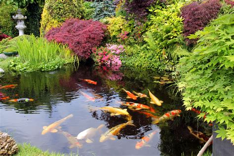 How to Build a Koi Pond