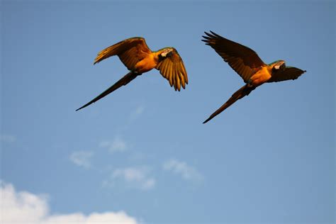 Brazil's Wondrous Wildlife Up Close and Personal | Aventura do Brasil