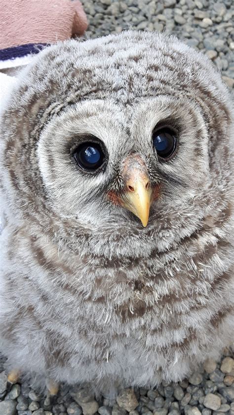 Barred Owl Baby - MARS Wildlife Rescue