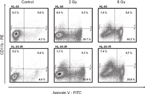 Induction of apoptosis and changes of CD11b expression in the HL-60 and ...