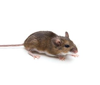 Common Mouse Species | Rentokil Canada