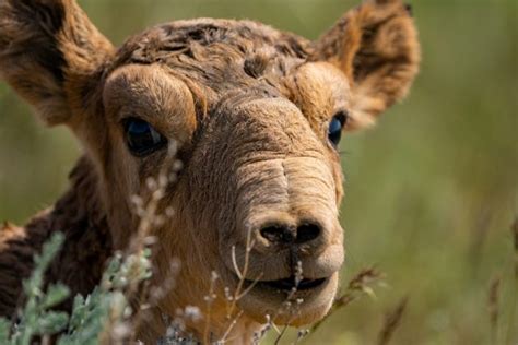 Rare saiga antelope population now over a million in Kazakhstan - Breitbart