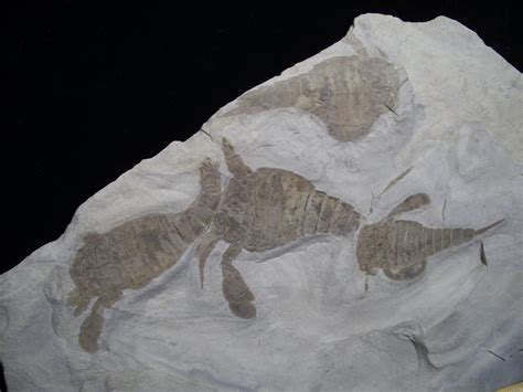 Eurypterids Fossils (051618c) - The Stones & Bones Collection