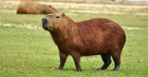 What Do Capybaras Eat? Their Diet Explained - A-Z Animals