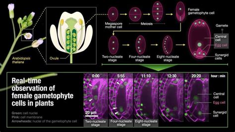 Realtime imaging of female gamete formation in plants