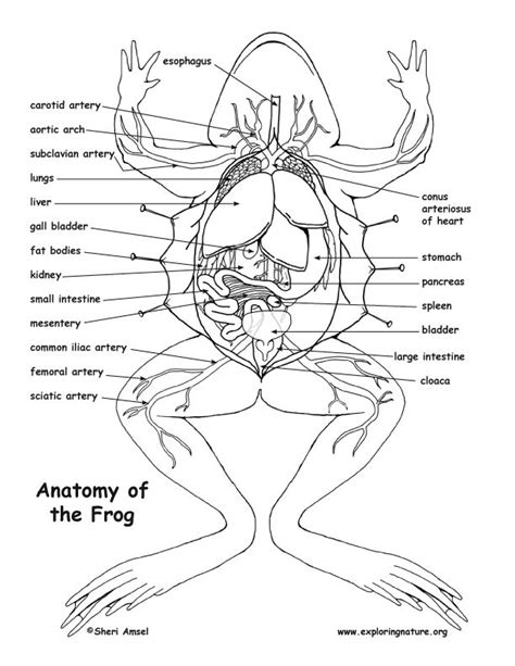 Pin auf school ideas | Biologie, Anatomie, Tiere