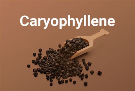 Understanding Terpenes — Beta-Caryophyllene - | Strainrpint