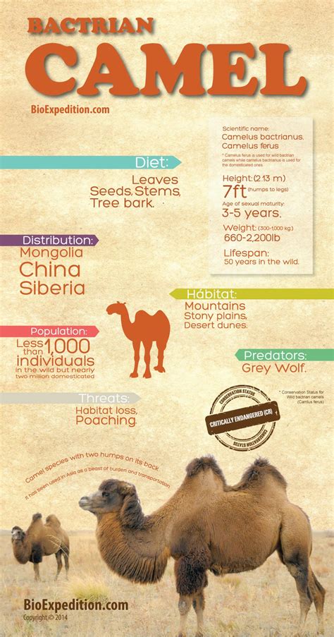 Bactrian Camel Infographic - Animal Facts and Information