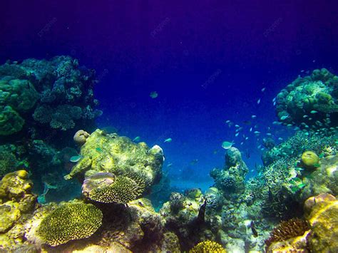 Under Water World At Maldives Backgrounds Tail Underwater Photo And ...