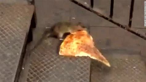 Pizza Rat: Our newest obsession - CNN