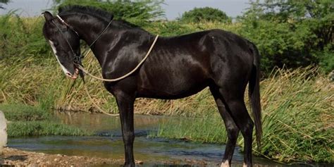 71+ Indian Horse Names With Meanings - Equine Desire