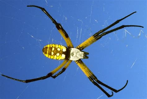 Common Spiders — Texas Insect Identification Tools