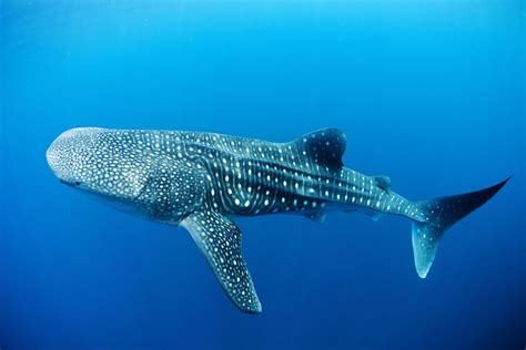 5 Interesting Facts About Whale Sharks | Hayden's Animal Facts