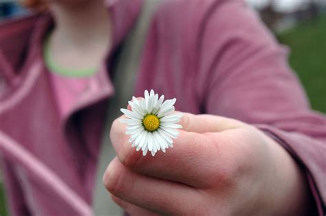 Flower in hand Free Photo Download | FreeImages