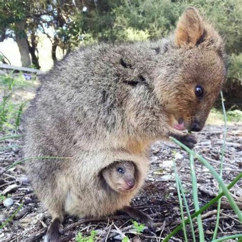 Quokka | Cute animals, Happy animals, Animals wild