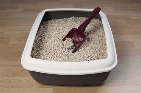 Top 5 Cat Litter Boxes - Purrfect Love