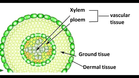 Functions Of Xylem Tissue In Plants Syedgilaniscom