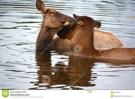 The elk stock image. Image of mammal, deer, habitat, land - 98120075