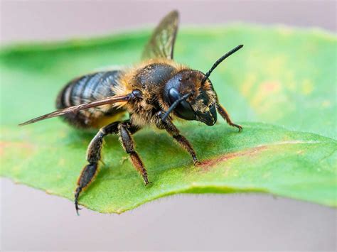 Leaf cutter bee - treatment and control | Love The Garden