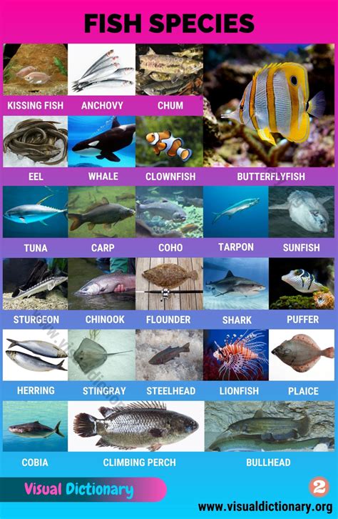 Types of Fish: Interesting List of 50 Different Fish Species around the ...