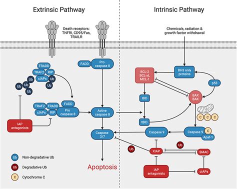 Apoptosis Pathway Antibodies | Rockland