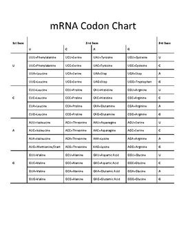 mRNA Codon Chart by The Biology Lab | Teachers Pay Teachers