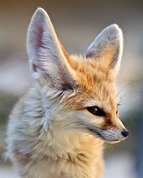 Listening. (Fennec Fox - Vulpes Zerda). | Flickr - Photo Sharing ...