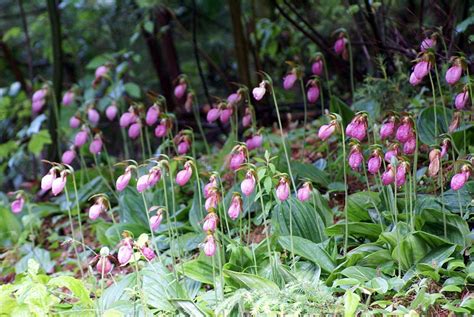 Is the Lady Slipper Flower Endangered? | Lady Slipper Facts - New ...