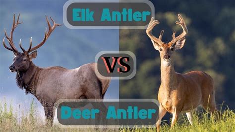 Elk Vs Deer Antlers For Dogs