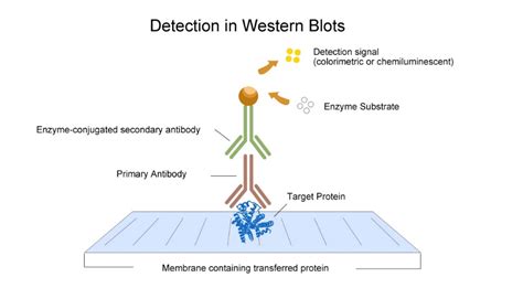 Principles for Western Blot