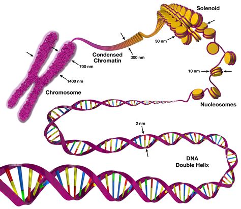 PLNT 3140 Introductory Cytogenetics - Chromatin