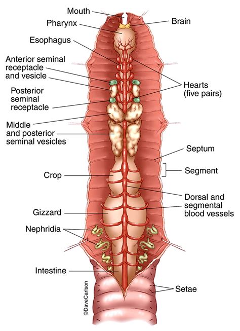 Earthworm - Dorsal View | Carlson Stock Art