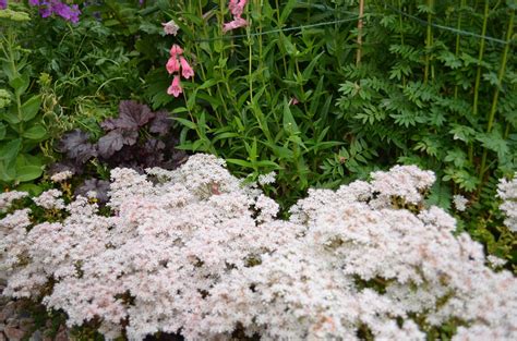 Kelli's Northern Ireland Garden: Spectacular Sedum Plants