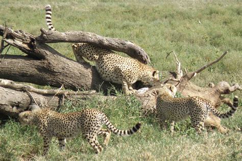 Cheetah Cubs get Cheetah Hunting lessons from Mom - Saving Wild