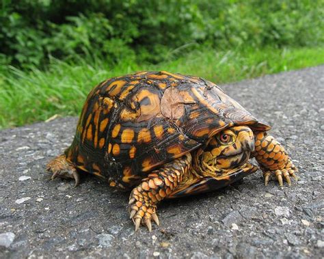 5 Interesting Species of Land Turtles | Turtle, Pet turtle, Land turtles