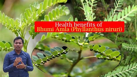 Health Benefits of Bhumi amalaki - Health Vision