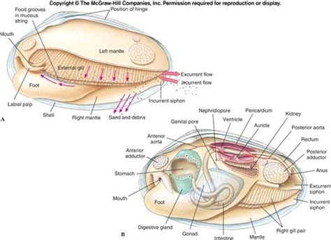 Clam Anatomy