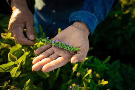 From our farms: What are white chia seeds?